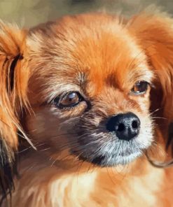 Tibetan Spaniel Diamond Painting