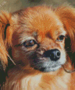 Tibetan Spaniel Diamond Painting