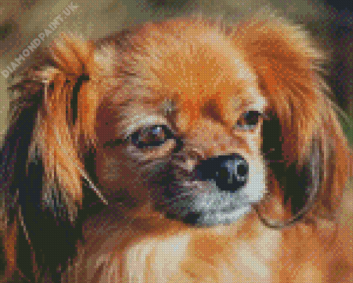 Tibetan Spaniel Diamond Painting