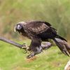 Wedge Tailed Eagle On Branch Diamond Painting