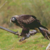 Wedge Tailed Eagle On Branch Diamond Painting