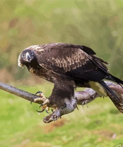 Wedge Tailed Eagle On Branch Diamond Painting