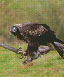 Wedge Tailed Eagle On Branch Diamond Painting