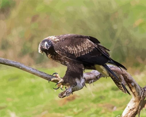 Wedge Tailed Eagle On Branch Diamond Painting