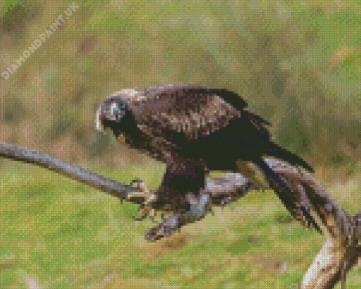 Wedge Tailed Eagle On Branch Diamond Painting