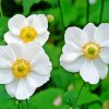 White Anemones Plants Diamond Painting