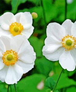 White Anemones Plants Diamond Painting