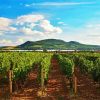 Wine Tours Moravia Diamond Painting