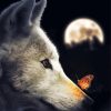 Wolf With Butterfly On Nose Diamond Painting