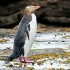 Yellow Eyed Penguin Diamond Painting