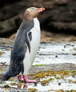 Yellow Eyed Penguin Diamond Painting