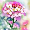 Alyssum Flowering Plants Diamond Painting