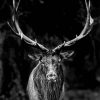 Black And White Elk Diamond Painting