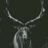 Black And White Elk Diamond Painting