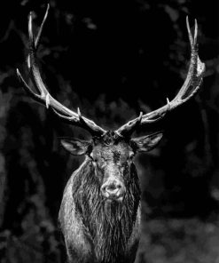 Black And White Elk Diamond Painting