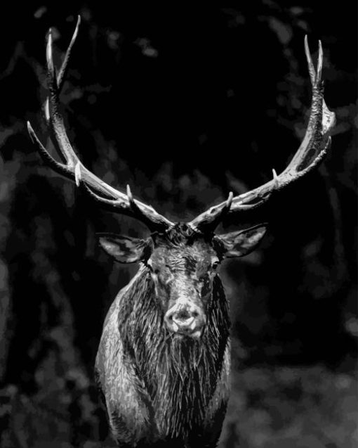 Black And White Elk Diamond Painting