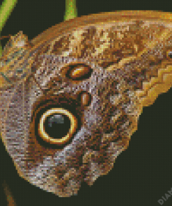 Butterfly Eye Diamond Painting