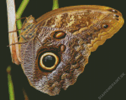 Butterfly Eye Diamond Painting