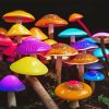 Colorful Mushroom Diamond Painting