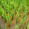 Fish Farming In Rice Fields Diamond Painting