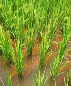 Fish Farming In Rice Fields Diamond Painting