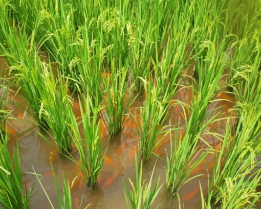 Fish Farming In Rice Fields Diamond Painting