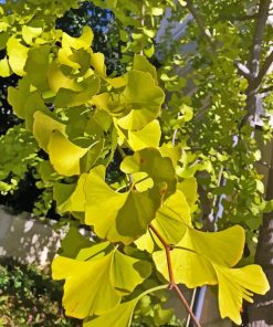 Ginkgo Tree Diamond Painting