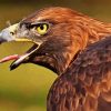 Golden Eagle Bird Diamond Painting