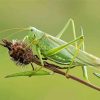 Green Grasshopper Diamond Painting