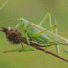 Green Grasshopper Diamond Painting