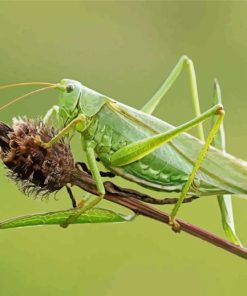 Green Grasshopper Diamond Painting