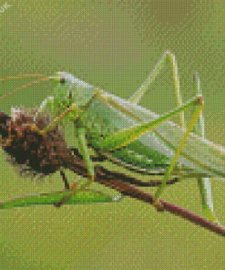 Green Grasshopper Diamond Painting