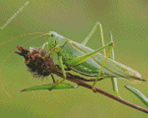 Green Grasshopper Diamond Painting