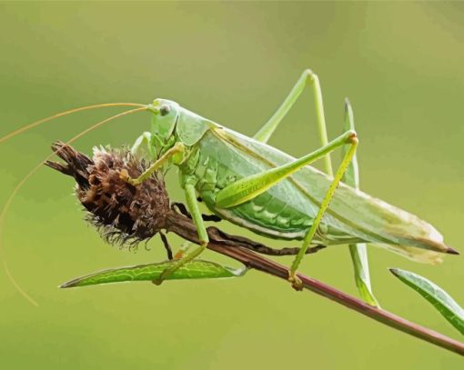 Green Grasshopper Diamond Painting