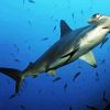 Hammerhead Shark Underwater Diamond Painting