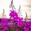 Pink Fireweed Flowering Plant Diamond Painting