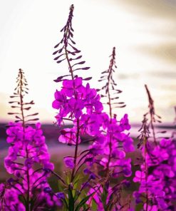 Pink Fireweed Flowering Plant Diamond Painting