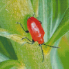 Red Beetle Diamond Painting