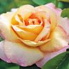 Rosa Peace Flowers Diamond Painting