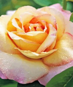 Rosa Peace Flowers Diamond Painting