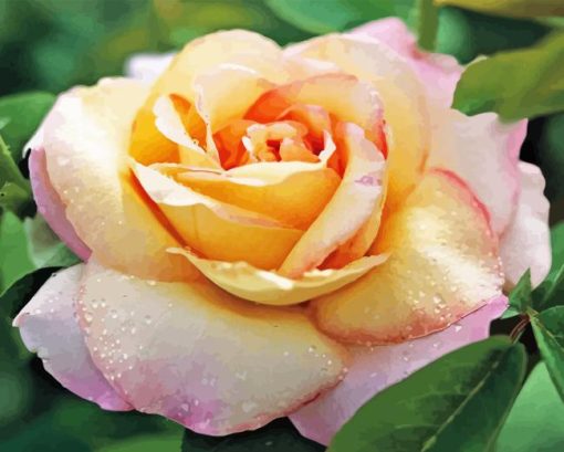 Rosa Peace Flowers Diamond Painting