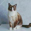 Snowshoe Cat Diamond Painting