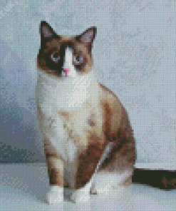 Snowshoe Cat Diamond Painting