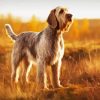 Spinone Italiano Diamond Painting