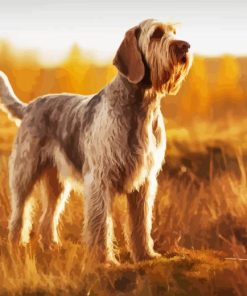 Spinone Italiano Diamond Painting