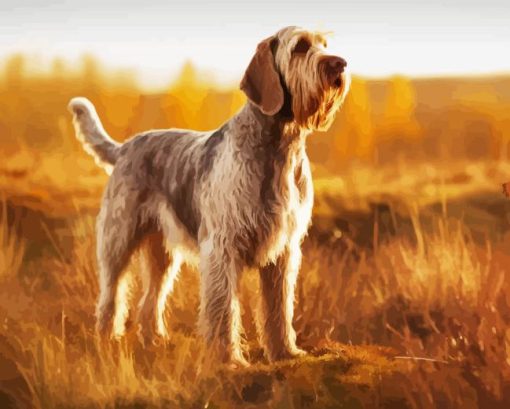 Spinone Italiano Diamond Painting