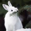 White Snowshoe Hare Diamond Painting