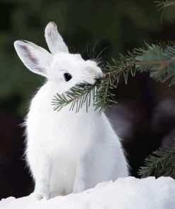 White Snowshoe Hare Diamond Painting