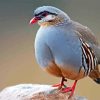 Chukar Diamond Painting