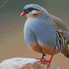 Chukar Diamond Painting